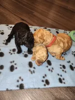 processed/35e9d908-5e0c-44bf-a1ba-d1ee8d941852/facility/83a9ca20-5d6f-459d-ad2e-45fe34fb312e