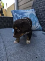 Snickers, a female Australian Shepherd for sale in Chesapeake, VA – 3 of 3