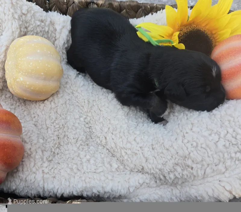Orion – Australian Shepherd puppy for sale in Chesapeake, VA