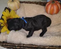 Gust, a male Goldendoodle for sale in Chesapeake, VA – 4 of 4