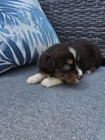 Hershey, a female Australian Shepherd for sale in Chesapeake, VA – 2 of 2