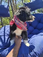 Jasper, a male Aussiedoodle for sale in Chesapeake, VA – 2 of 7