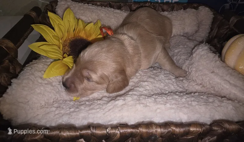 Sunny – Goldendoodle puppy for sale in Chesapeake, VA