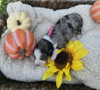 Nova, a female Australian Shepherd for sale in Chesapeake, VA – 2 of 4