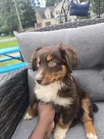 Snickers, a female Australian Shepherd for sale in Chesapeake, VA – 2 of 3