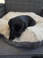 Nova, a female Australian Shepherd and Labrador Retriever for sale in Chesapeake, VA – 2 of 2