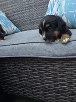 Oreo, a male Australian Shepherd for sale in Chesapeake, VA – 2 of 4