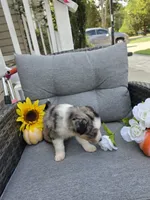 Nova, a female Australian Shepherd for sale in Chesapeake, VA – 6 of 10