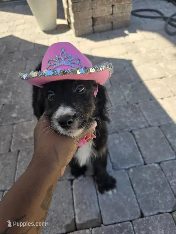 Jade – Aussiedoodle puppy for sale in Hampton, VA