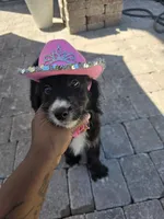 Jade, a female Aussiedoodle for sale in Chesapeake, VA – 1 of 6