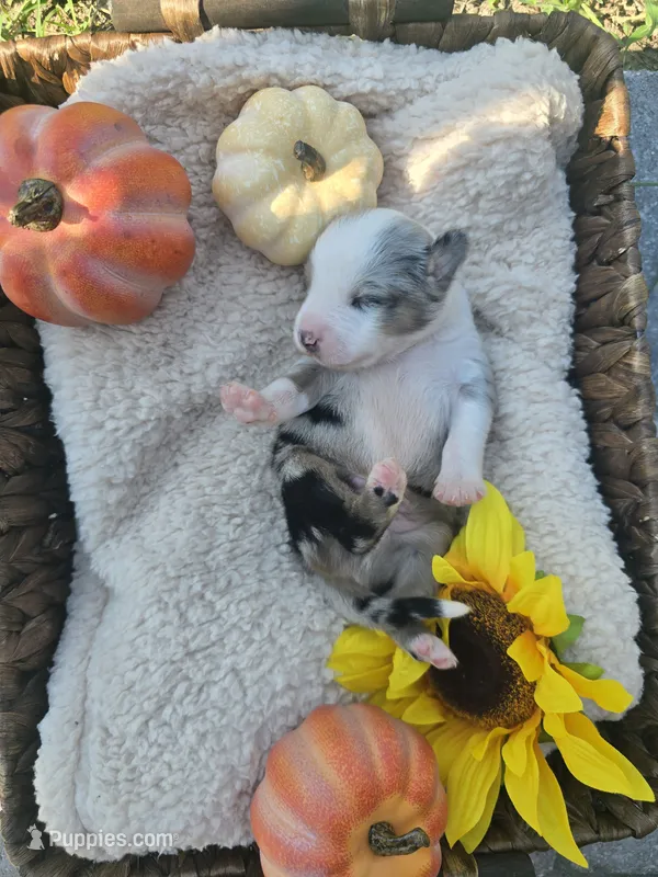 Aspen – Australian Shepherd puppy for sale in Chesapeake, VA