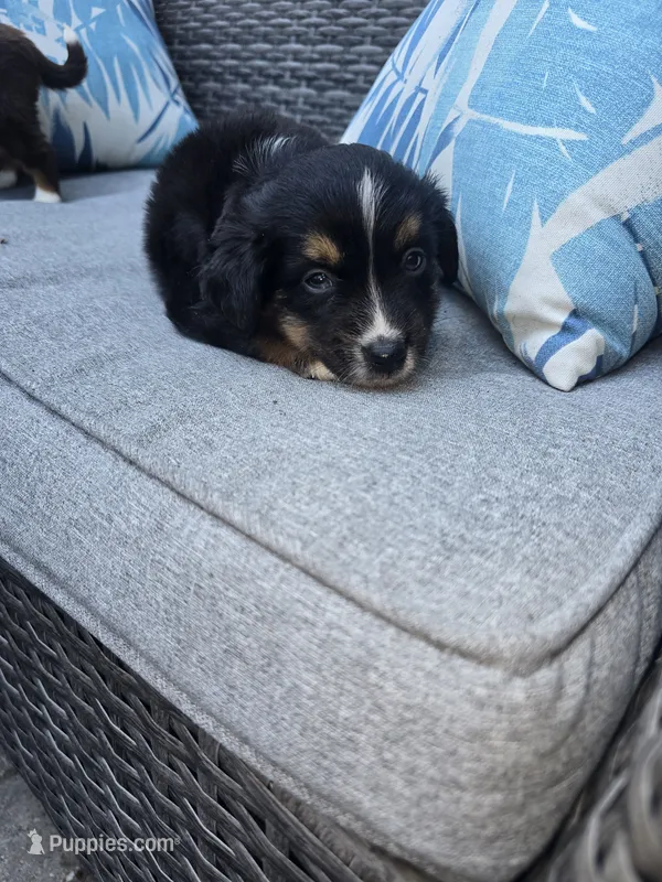 Oreo – Australian Shepherd puppy for sale in Chesapeake, VA