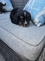 Oreo, a male Australian Shepherd for sale in Chesapeake, VA – 1 of 4
