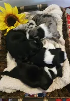 Willow, a female Australian Shepherd for sale in Chesapeake, VA – 4 of 4
