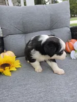 Comet, a male Australian Shepherd for sale in Chesapeake, VA – 5 of 10