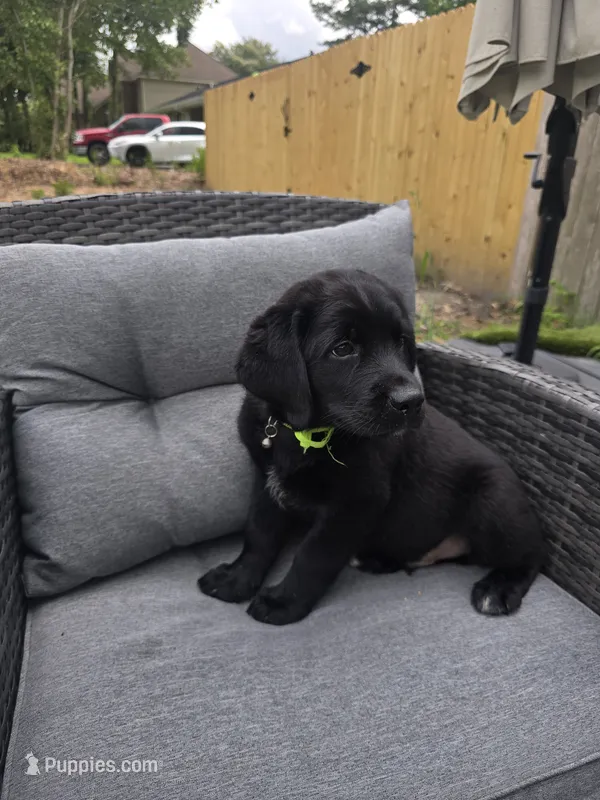 King – Australian Shepherd, Labrador Retriever puppy for sale in Chesapeake, VA