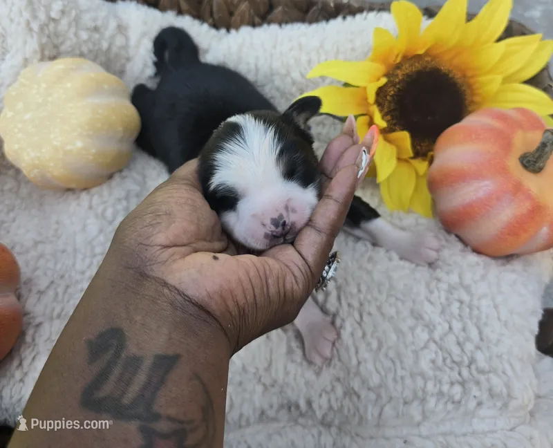 Comet – Australian Shepherd puppy for sale in Chesapeake, VA