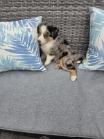 Nova, a female Australian Shepherd for sale in Chesapeake, VA – 2 of 10