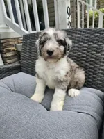 Garnet, a male Aussiedoodle for sale in Hampton, VA – Photo 2 of 2