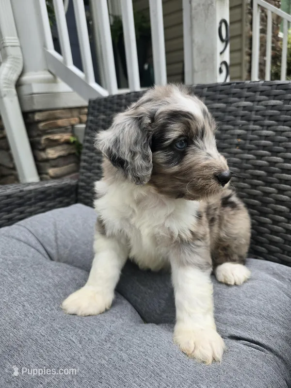 Garnet – Aussiedoodle puppy on hold in Hampton, VA