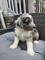 Garnet, a male Aussiedoodle for sale in Hampton, VA – Photo 1 of 2