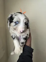 Sterling, a male Aussiedoodle for sale in Hampton, VA – Photo 3 of 4