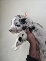 Sterling, a male Aussiedoodle for sale in Hampton, VA – Photo 4 of 4