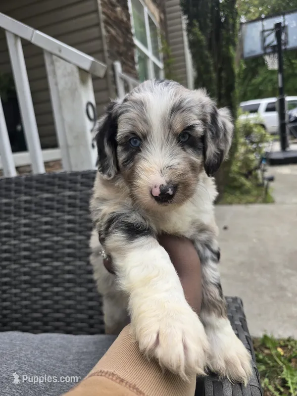 Sterling – Aussiedoodle puppy for sale in Hampton, VA