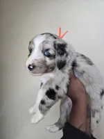 Sterling, a male Aussiedoodle for sale in Hampton, VA – Photo 2 of 4