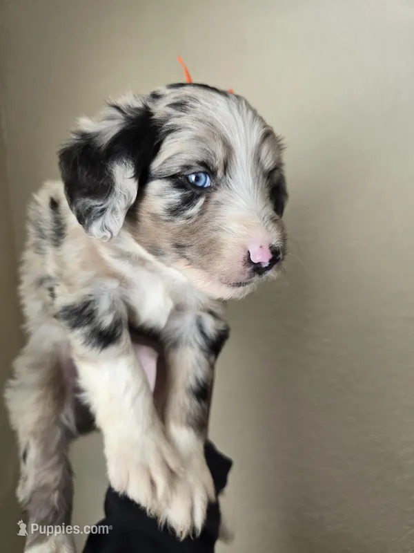 Sterling – Aussiedoodle puppy for sale in Hampton, VA