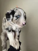 Sterling, a male Aussiedoodle for sale in Hampton, VA – Photo 1 of 4