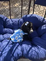 Jade, a female Aussiedoodle for sale in Chesapeake, VA – 5 of 10