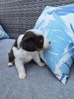 Twix, a male Australian Shepherd for sale in Chesapeake, VA – 2 of 2