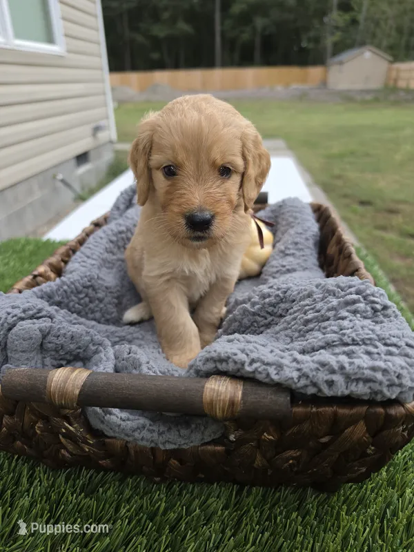 Storm – Goldendoodle puppy for sale in Chesapeake, VA