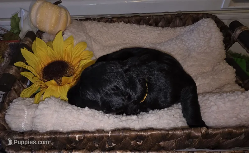 Gale – Goldendoodle puppy for sale in Chesapeake, VA