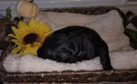 Gale, a female Goldendoodle for sale in Chesapeake, VA – 1 of 5