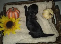 Misty, a female Goldendoodle for sale in Chesapeake, VA – 3 of 3