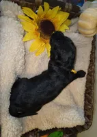 Gale, a female Goldendoodle for sale in Chesapeake, VA – 3 of 5