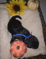 Gust, a male Goldendoodle for sale in Chesapeake, VA – 2 of 4