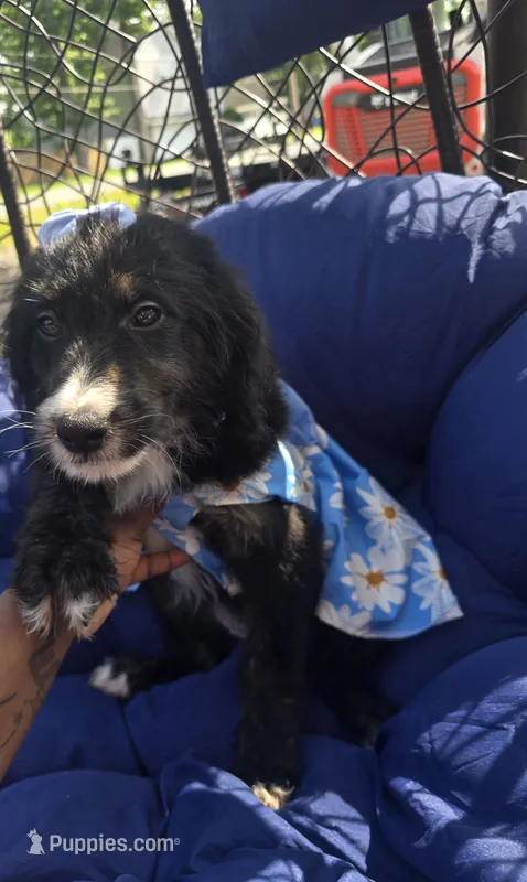Jade – Aussiedoodle puppy for sale in Chesapeake, VA