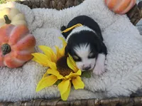 Willow, a female Australian Shepherd for sale in Chesapeake, VA – 1 of 4