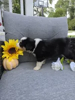 Willow, a female Australian Shepherd for sale in Chesapeake, VA – 4 of 9