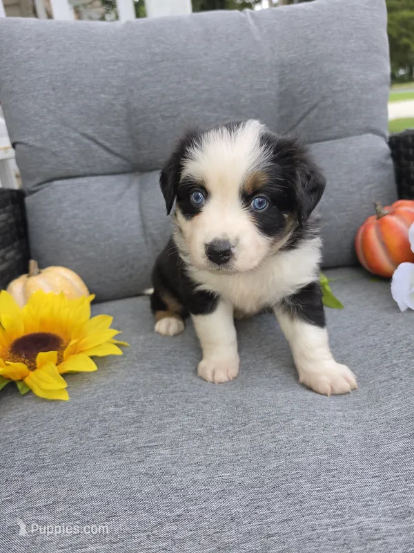 Comet – Australian Shepherd puppy for sale in Chesapeake, VA
