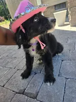 Jade, a female Aussiedoodle for sale in Chesapeake, VA – 2 of 6