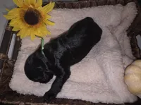 Thunder, a male Goldendoodle for sale in Chesapeake, VA – 4 of 4