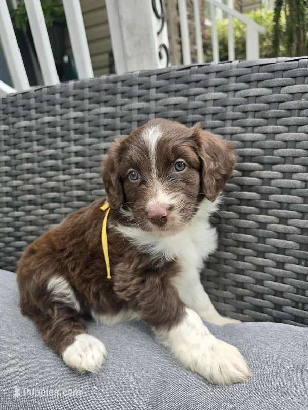 Sapphire  – Aussiedoodle puppy for sale in Hampton, VA