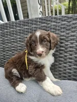 Sapphire , a female Aussiedoodle for sale in Hampton, VA – Photo 1 of 3