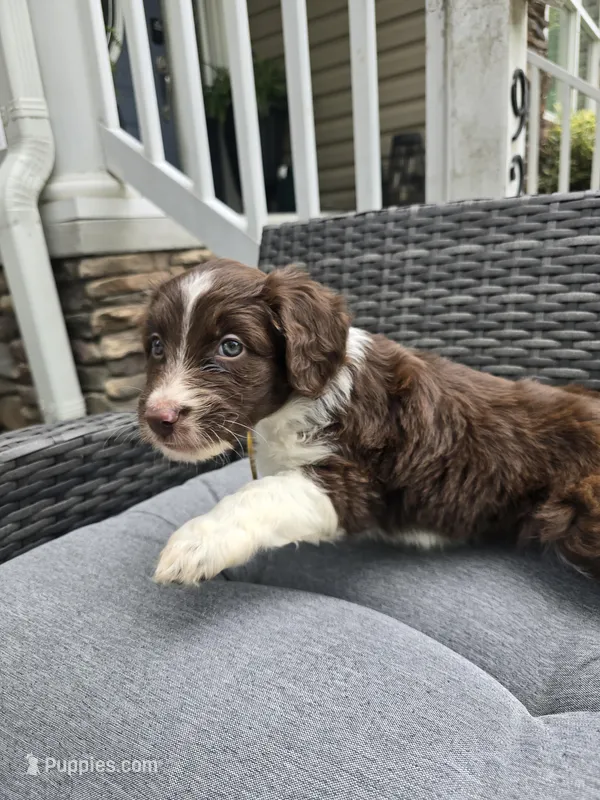Sapphire  – Aussiedoodle puppy for sale in Hampton, VA