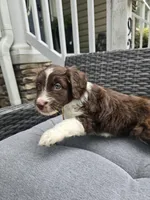 Sapphire , a female Aussiedoodle for sale in Hampton, VA – Photo 2 of 3