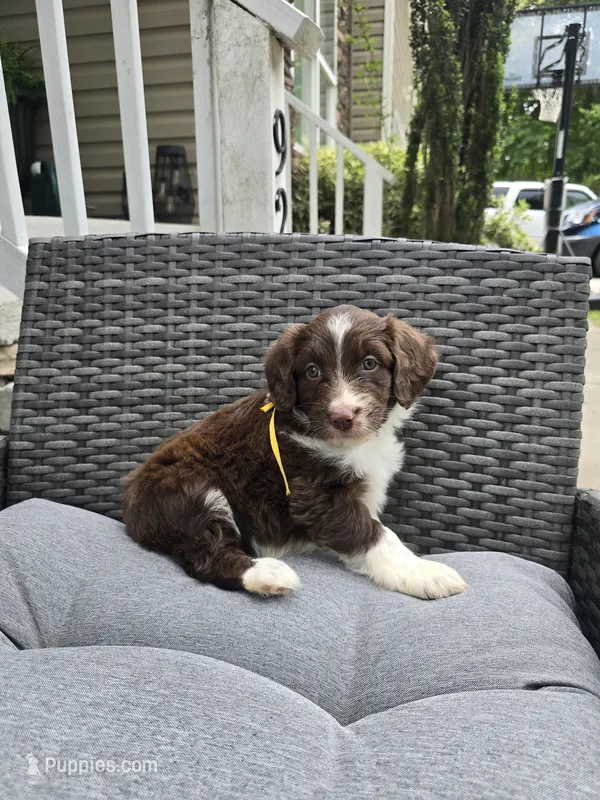 Sapphire  – Aussiedoodle puppy for sale in Hampton, VA